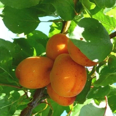 PIANTA DA FRUTTO ALBICOCCA REALE D'IMOLA in vaso 20 - età 2/3 anni (foto reali)