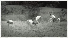 1984 Press Photo Strawberry pickers at the Big Berry farm in Weddington