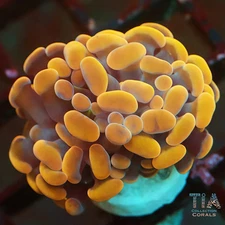 Orange Gold Hammer - NOT WYSIWG | Live LPS Coral | Aquacultured