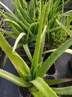 Foto 6 di 6