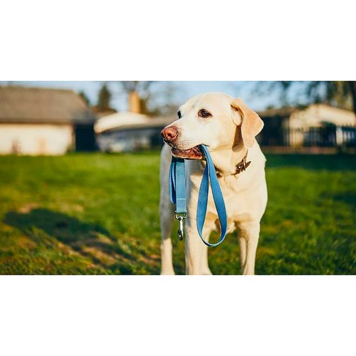 CORREA Extensible Perro Gato Huron Cerdo y MAS Cinta Retractil 25kg 5 Metros - Imagen 5 de 7