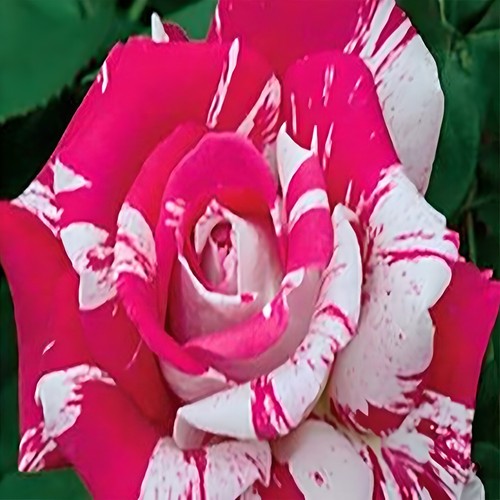 ca. 50 Stück/Pack Rose Blumensamen Haus Garten Hof seltene Blumensamen - Photo 30/34
