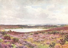 SURREY. Great Pond, Frensham 1912 old antique vintage print picture