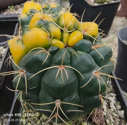 RareSucculent Plant Gymnocalycium denudatum 'Variegata'OwnRoot Boutique Garden - Foto 2 di 6