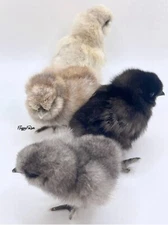 7 Fertile Silkie Eggs White Paint Splash Black Partridge Buff Gray Ready To Ship