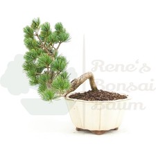 BONSAI Mädchenkiefer 'Pinus parviflora' Winterhart & Pflegeleicht, Traditionell