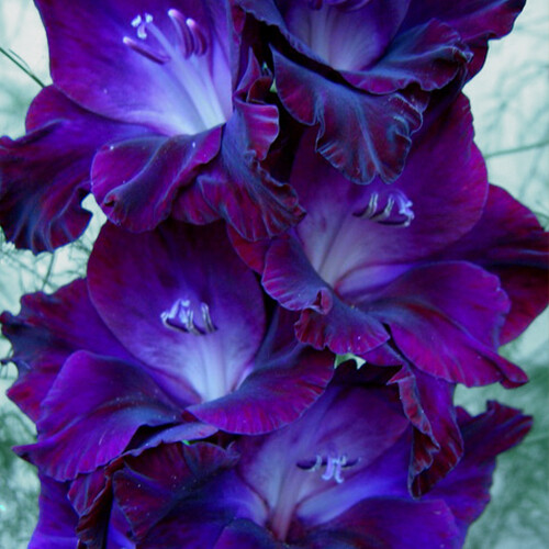 Seeds Gladiolus Flower Love Potted Plant Rare Blue Garden Plants Home
