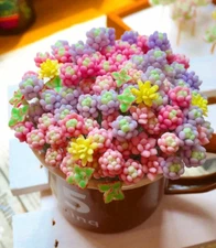 Rare Beauty Succulents Seeds, Mixed 100pcs/pack