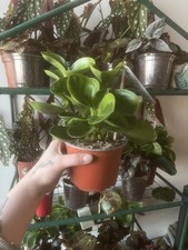 Peperomia Obtusifolia (lemon)
