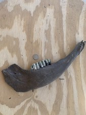 Fossilized Bison Jaw Bone