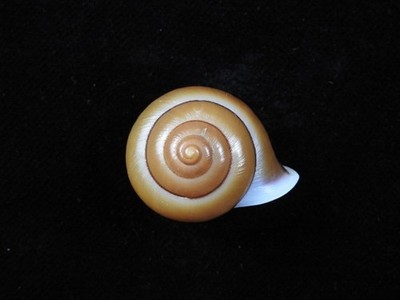 Landschnecke Papuina Labium 31mm ID#9775