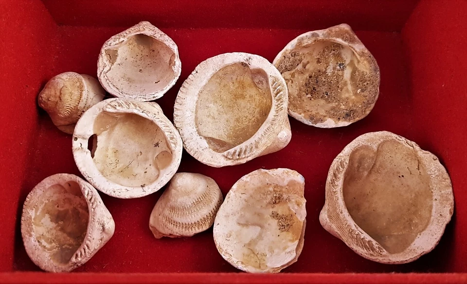 Fossilien wie versteinerte Muscheln, 4 Kegelmuscheln usw. in Muschelschatulle - Bild 2 von 4