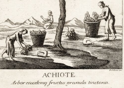 Grabado original de los años 1730 "Achiote" - Imagen 3 de 3