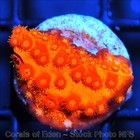Corals of Eden ~ WYSIWYG Live Coral Frag ~ Captain America Cyphastrea ~ LPS — photo 9
