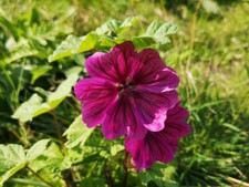 100 SAMEN lila Malve Mauretanische Malva Staude große Stockrose Bauernrose rosa