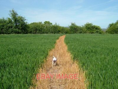 PHOTO  WALTON-ON-TRENT BURNT ON FOOTPATH THROUGH THE YOUNG CROP BURNT IN WITH WE