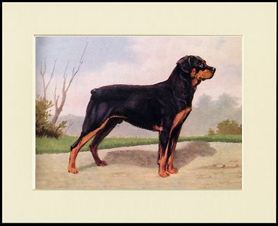 ROTTWEILER LOVELY LITTLE STANDING DOG PRINT MOUNTED READY TO FRAME
