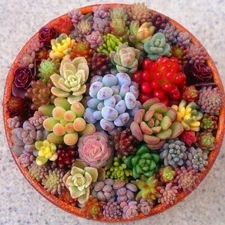 Mixed Mini Succulent Seeds, 100 Seeds