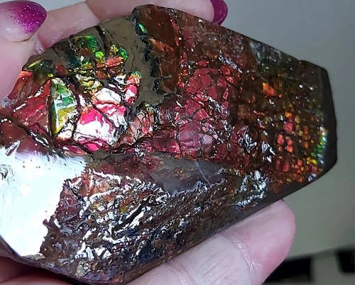 Ammolite  Ammonite tabletop Display 102.4x51.2x15mm 6721
