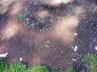 40 grams White Ladino Clover seed. Stabilize Nitrogen, Feed Bees, Pasture Forage — photo 7