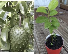 5”-9” Annona Muricata Graviola Soursop Guanabana Potted Starter PLANT Tropical