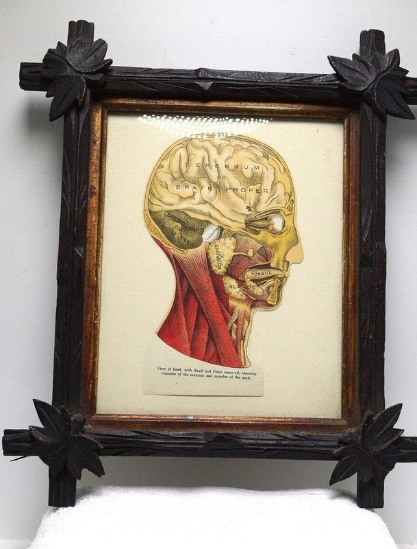 Antique Anatomical/ Medical  Drawing of brain / head / Caved Tramp Art Frame