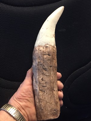 The BIGGEST T Rex Tooth REPLICA ever 12