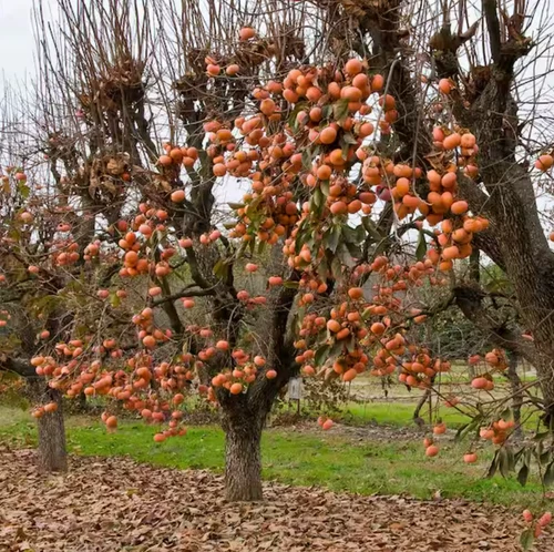 2 American Persimmon Tree – Live Plant in Quart Pot (6–12" Tall)