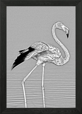Poster Bango Vogel Gerahmt Wandbild Poster Leinwanddruck Bild