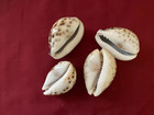 Lot Of 4 Tiger Cowrie Seashells Approx.. 3" Beach Decor Crafts Collecting-- — photo 2