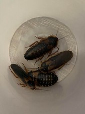 Dubia Roaches Starter Colony - 20 Adult Females  10 Adult Males  10 Overcount