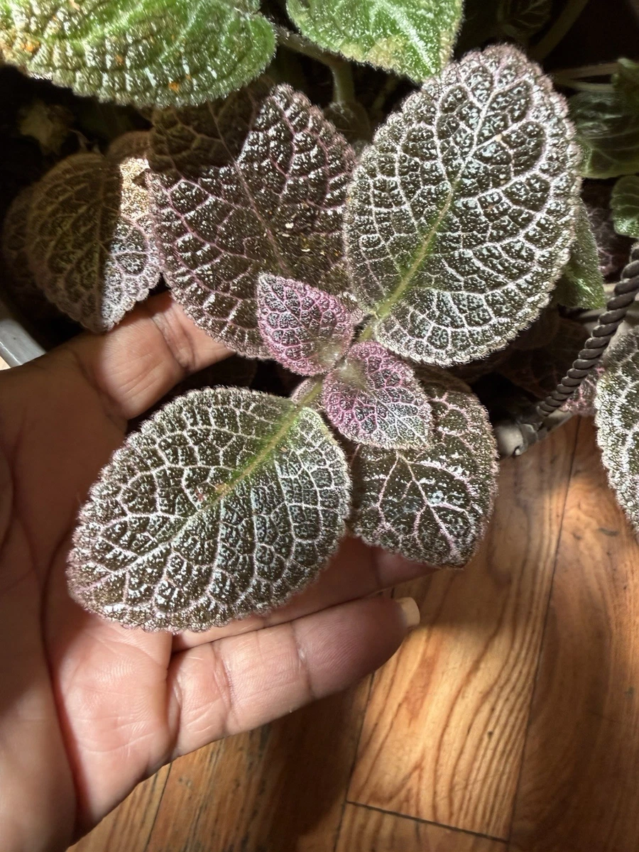 Episcia Houseplants for sale - eBay