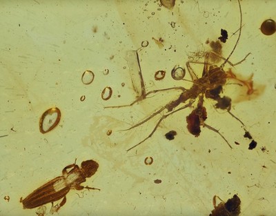 Unusual cricket like insect - Fossil Insect Inclusion in Burmese Amber