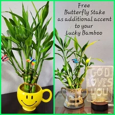 6" Lucky Bamboo Plants 5 Stalks,  FREE Butterfly  Stake, GIFT, Feng Shui, Indoor