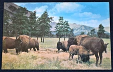 American Buffalo Bison Postcard PC 1960s Unused Plastichrome Colourpicture
