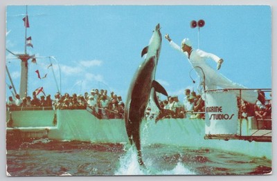 c.1950s Vintage MARINELAND FL Trained Dolphins Jump Marine Posted Wilmette