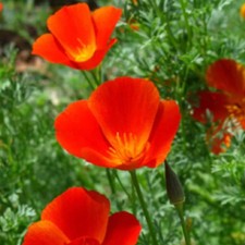 Mikado California Poppy Seeds - For 2026 Planting Red Orange Poppies Deer