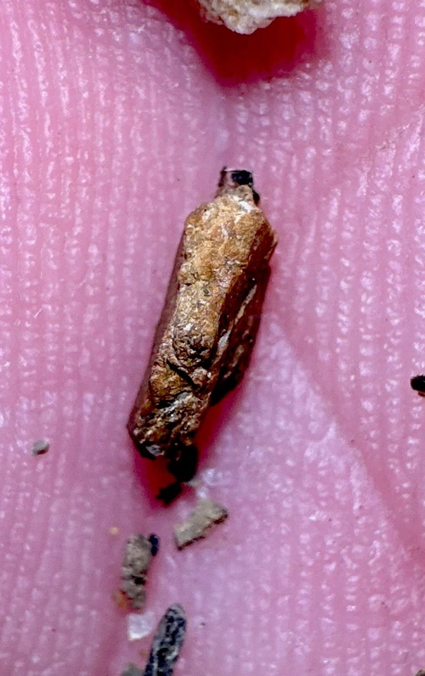 ⭐ PayStreak cuartos de galón de oro concentrados de mineral! 🔥Compra 1 y obtén 1 gratis/ ¡primeros 5 pedidos!🔥 Foto 4 de 4