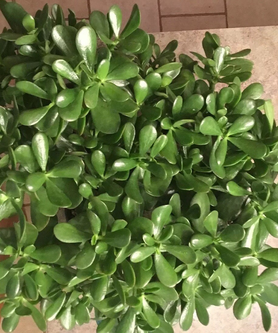 SALE JADE PLANT/ MONEY SUCCULENT / LUCKY PLANT for 3 CUTTINGS SIZE 3" to 5"  INCH | eBay