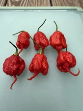 20+ Primotalii SUPERHOT Organic Pepper Seeds 2025 Harvest Free Shipping