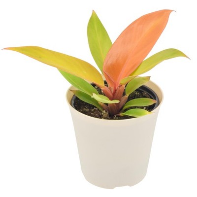 Live Prince of Orange Philodendron - Rare Indoor Houseplant, 4-Inch Pot