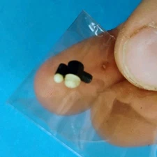 Lyman Ivory Bead Sight Set - No.11 Rear Sight Less Reamer NOS Shotgun Sight Set 