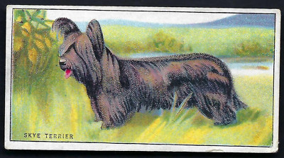 DRAPKIN - HUNDE UND IHRE BEHANDLUNG - #15 SKYE TERRIER