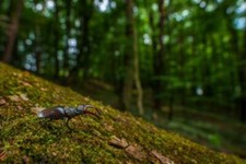 Wandbild: Europäischer Hirschkäfer - Lucanus cervus, wunderschöner großer [...]