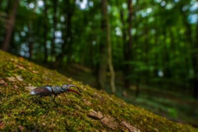 Wandbild: Europäischer Hirschkäfer - Lucanus cervus, wunderschöner großer [...]