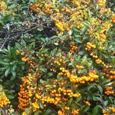 ‎Pyracantha Coccinea 'Orange Glow' - 50 Seeds - Firethorn Bush