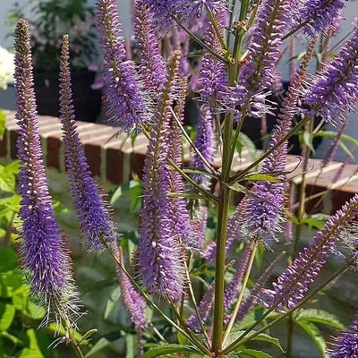 MESARBUSTES.COM Veronicastrum virginicum 'Fascination' - Grande véronique