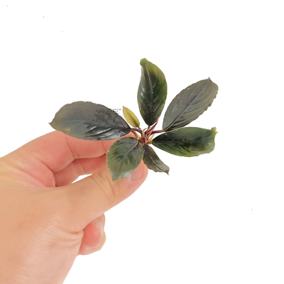 Bucephalandra Dark Skeleton King | Aquarium Plants Factory® | eBay