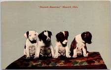 Newark Ohio OH, Newark Beauties, Four Little Dogs, White Brown Puppies, Postcard