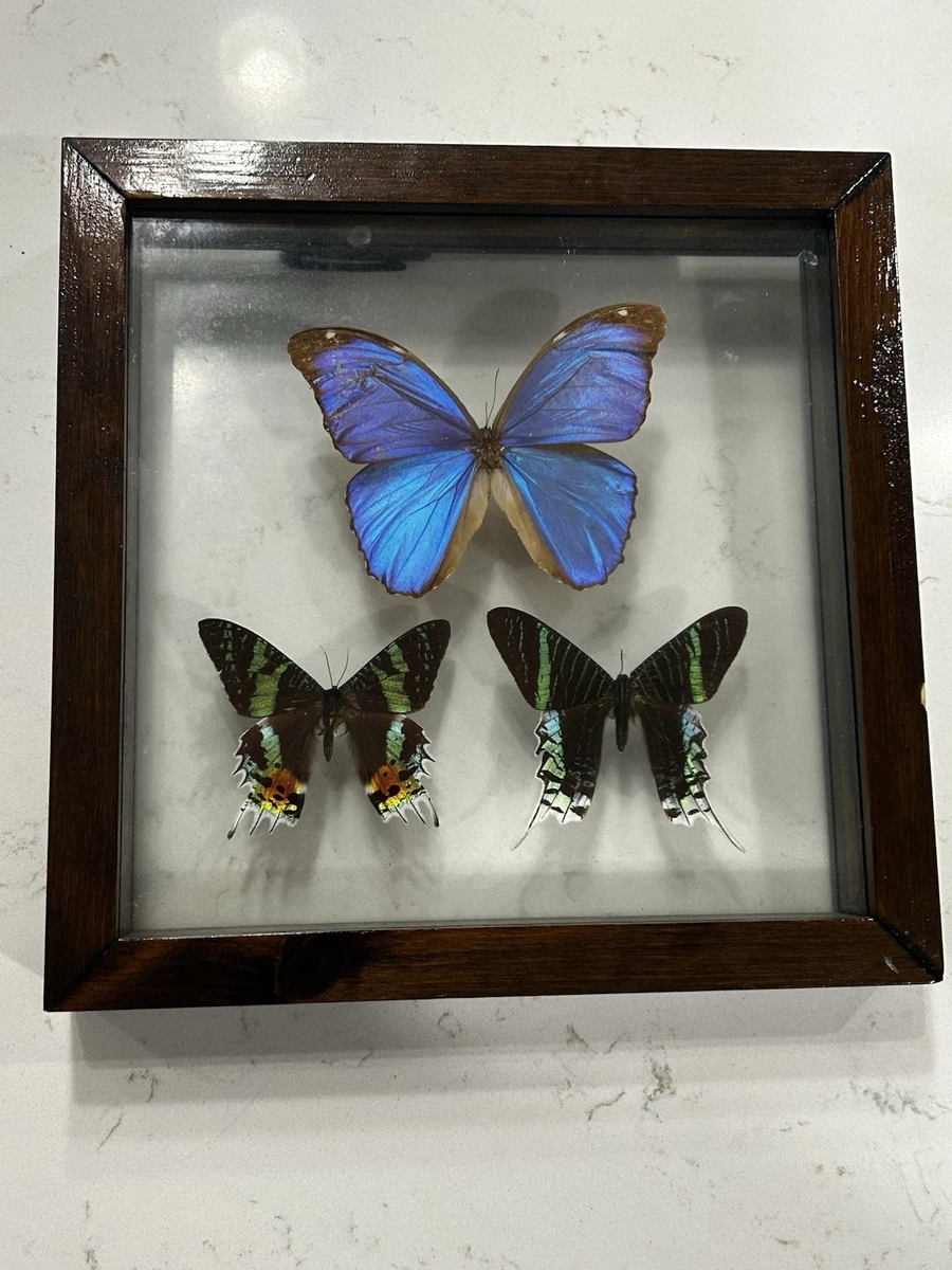 Vintage Butterfly Taxidermy for sale | eBay